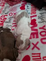 Michael, a male Basset Hound for sale in Tucson, AZ – 1 of 2