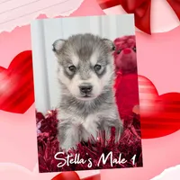 ON HOLD , a male Siberian Husky for sale in Prospect, OH – Photo 2 of 2