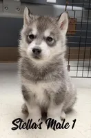 ON HOLD , a male Siberian Husky for sale in Prospect, OH – Photo 1 of 2