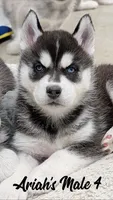 Ariah's Male 4 , a male Siberian Husky for sale in Prospect, OH – Photo 1 of 2