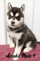 Ariah's Male 4 , a male Siberian Husky for sale in Prospect, OH – Photo 2 of 2