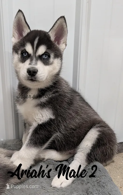 Ariah's Male 2  – Siberian Husky puppy for sale in Prospect, OH