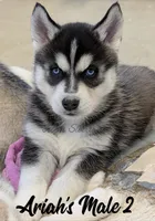 Ariah's Male 2 , a male Siberian Husky for sale in Prospect, OH – Photo 1 of 2