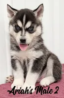 Ariah's Male 2 , a male Siberian Husky for sale in Prospect, OH – Photo 2 of 2