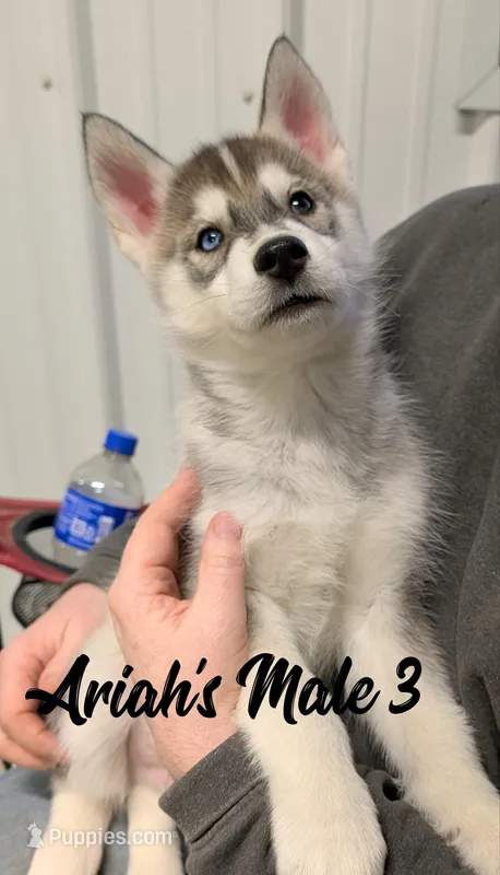 Ariah's Male 3 – Siberian Husky puppy for sale in Prospect, OH