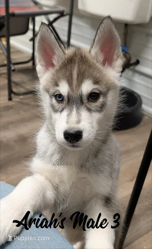 Ariah's Male 3 – Siberian Husky puppy for sale in Prospect, OH