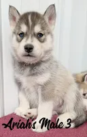 Ariah's Male 3, a male Siberian Husky for sale in Prospect, OH – Photo 2 of 2