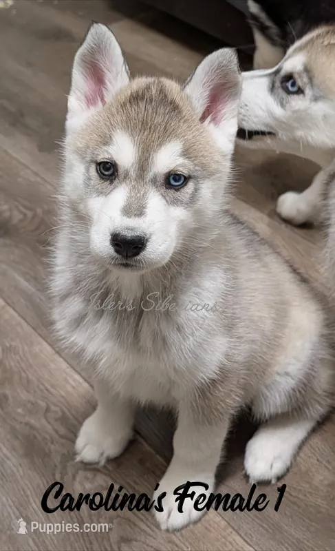 Carolina's Female 1, a female Siberian Husky for sale in Prospect, OH – Photo 1 of 3