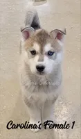 Carolina's Female 1, a female Siberian Husky for sale in Prospect, OH – Photo 2 of 3
