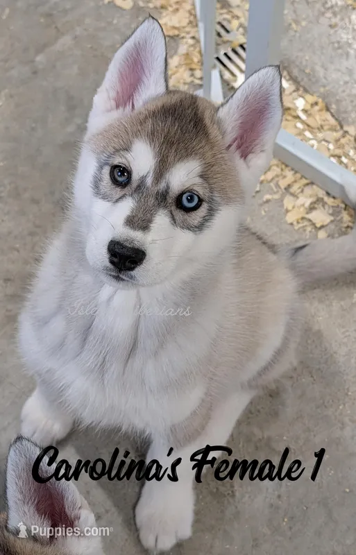 Carolina's Female 1 – Siberian Husky puppy for sale in Prospect, OH