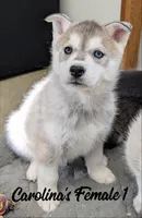 Carolina's Female 1, a female Siberian Husky for sale in Prospect, OH – Photo 3 of 3