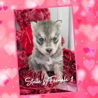 Stella's Female 1, a female Siberian Husky for sale in Prospect, OH – Photo 2 of 2