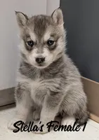Stella's Female 1, a female Siberian Husky for sale in Prospect, OH – Photo 1 of 2
