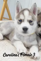 Carolina's Female 3 , a female Siberian Husky for sale in Prospect, OH – Photo 7 of 7