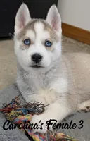 Carolina's Female 3 , a female Siberian Husky for sale in Prospect, OH – Photo 4 of 7