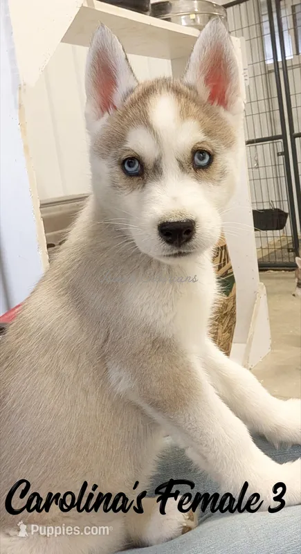 Carolina's Female 3  – Siberian Husky puppy for sale in Prospect, OH