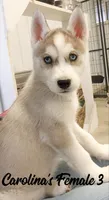 Carolina's Female 3 , a female Siberian Husky for sale in Prospect, OH – Photo 1 of 7