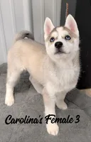 Carolina's Female 3 , a female Siberian Husky for sale in Prospect, OH – Photo 2 of 7