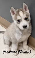 Carolina's Female 3 , a female Siberian Husky for sale in Prospect, OH – Photo 6 of 7