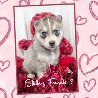 Stella's Female 3, a female Siberian Husky for sale in Prospect, OH – Photo 2 of 2