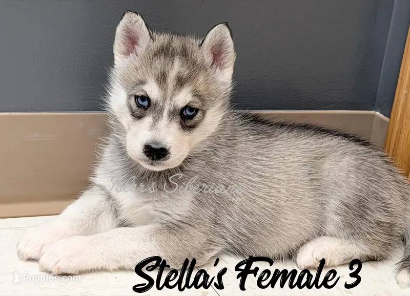 Stella's Female 3