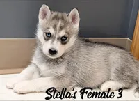 Stella's Female 3, a female Siberian Husky for sale in Prospect, OH – Photo 1 of 2