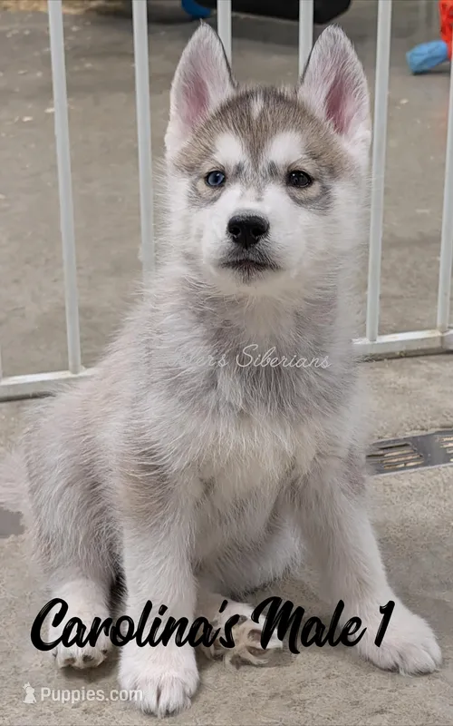 Carolina's Male 1  – Siberian Husky puppy for sale in Prospect, OH