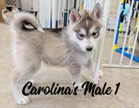 Carolina's Male 1 , a male Siberian Husky for sale in Prospect, OH – Photo 4 of 4