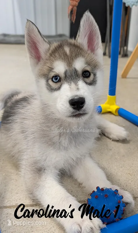 Carolina's Male 1  – Siberian Husky puppy for sale in Prospect, OH