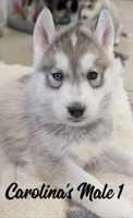 Carolina's Male 1 , a male Siberian Husky for sale in Prospect, OH – Photo 3 of 4