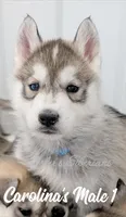 Carolina's Male 1 , a male Siberian Husky for sale in Prospect, OH – Photo 2 of 4