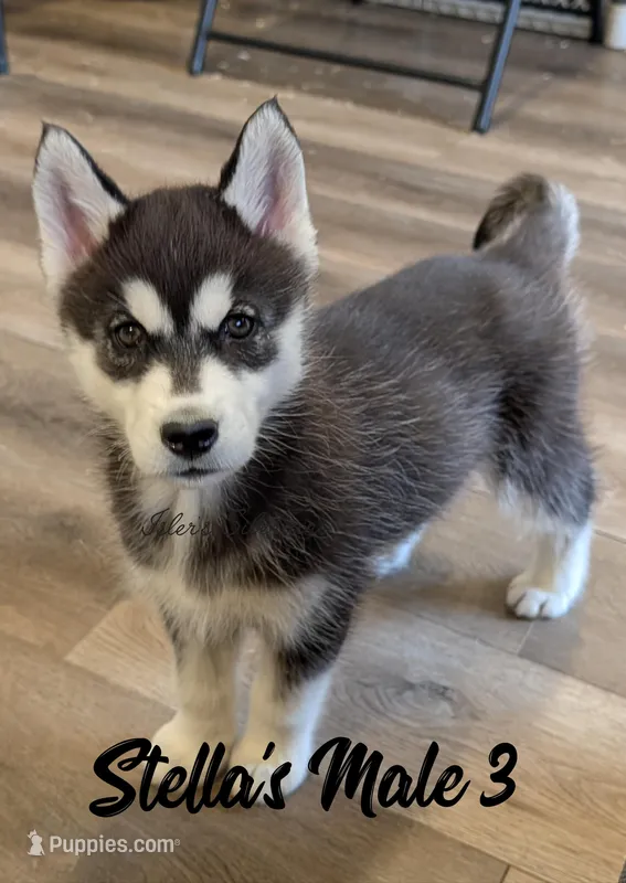 Stella's Male 3 – Siberian Husky puppy for sale in Prospect, OH