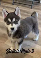Stella's Male 3, a male Siberian Husky for sale in Prospect, OH – Photo 2 of 6