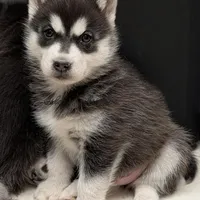 Stella's Male 3, a male Siberian Husky for sale in Prospect, OH – Photo 5 of 6