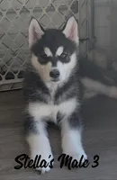 Stella's Male 3, a male Siberian Husky for sale in Prospect, OH – Photo 1 of 6