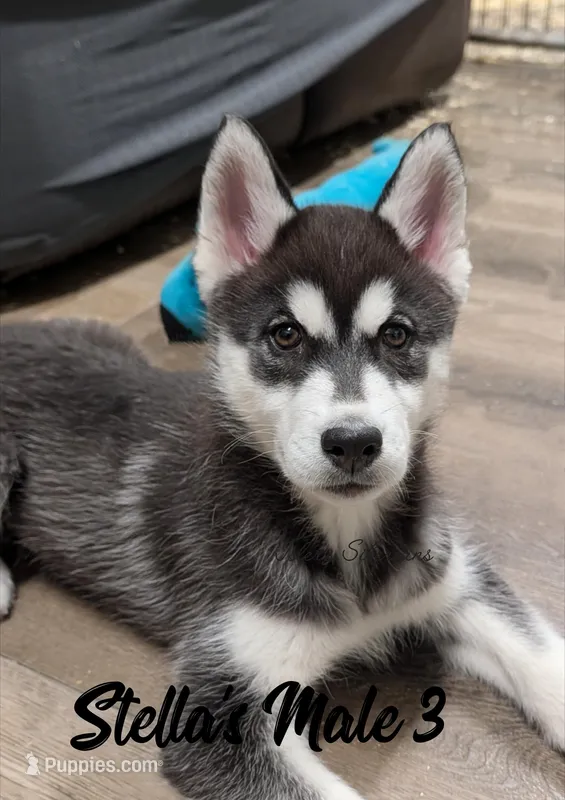 Stella's Male 3 – Siberian Husky puppy for sale in Prospect, OH