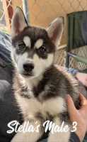 Stella's Male 3, a male Siberian Husky for sale in Prospect, OH – Photo 2 of 7