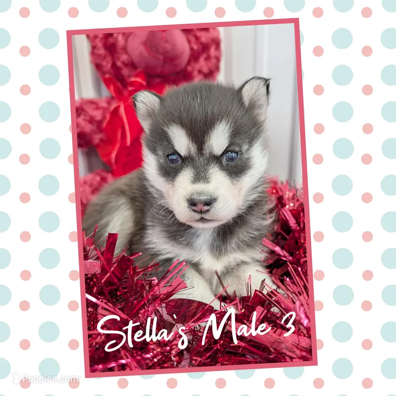 Stella's Male 3