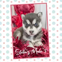 Stella's Male 3, a male Siberian Husky for sale in Prospect, OH – Photo 6 of 6
