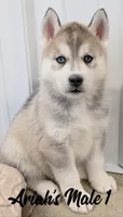Ariah's Male 1, a male Siberian Husky for sale in Prospect, OH – Photo 1 of 2