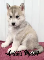 Ariah's Male 1, a male Siberian Husky for sale in Prospect, OH – Photo 2 of 2