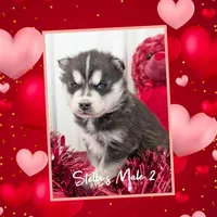 Stella's Male 2, a male Siberian Husky for sale in Prospect, OH – Photo 2 of 2