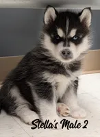 Stella's Male 2, a male Siberian Husky for sale in Prospect, OH – Photo 1 of 2