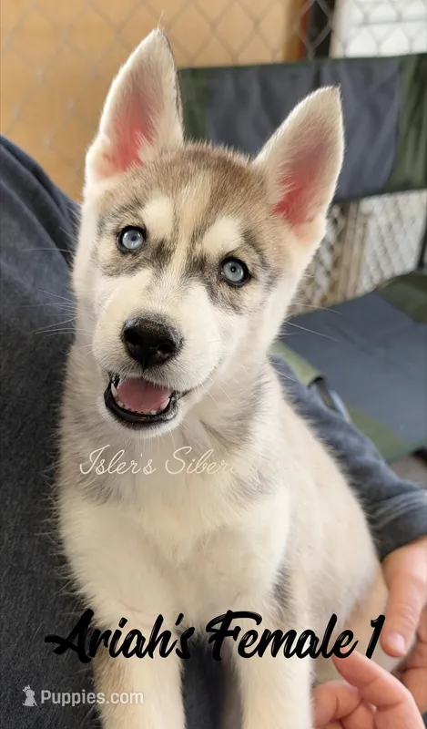 Ariah's Female 1  – Siberian Husky puppy for sale in Prospect, OH
