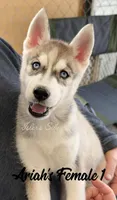 Ariah's Female 1 , a female Siberian Husky for sale in Prospect, OH – Photo 1 of 8