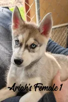 Ariah's Female 1 , a female Siberian Husky for sale in Prospect, OH – Photo 4 of 8
