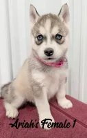 Ariah's Female 1 , a female Siberian Husky for sale in Prospect, OH – Photo 2 of 2