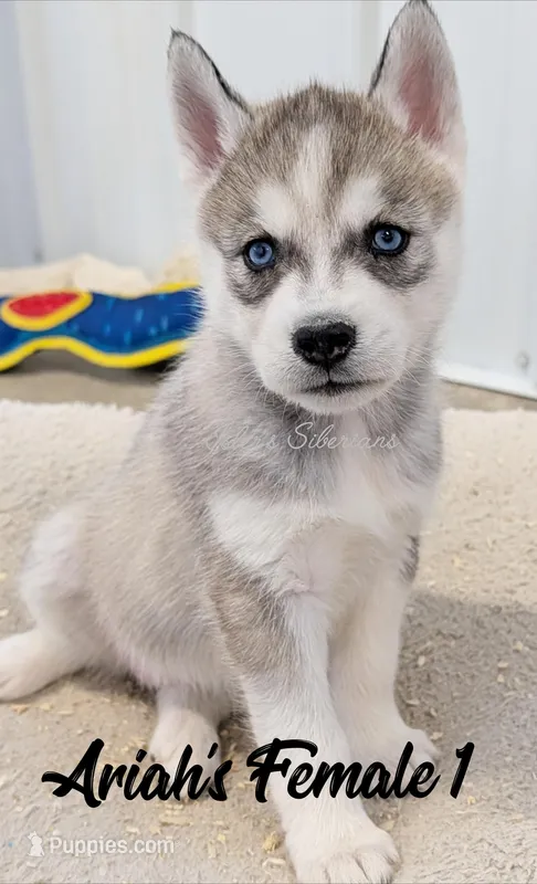 Ariah's Female 1  – Siberian Husky puppy for sale in Prospect, OH