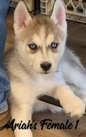 Ariah's Female 1 , a female Siberian Husky for sale in Prospect, OH – Photo 6 of 8