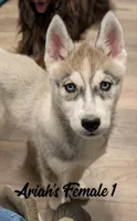 Ariah's Female 1 , a female Siberian Husky for sale in Prospect, OH – Photo 2 of 8